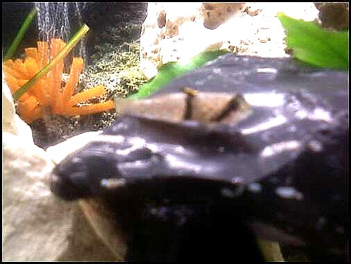 goby1.jpg