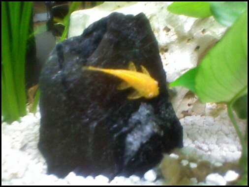 pleco.jpg