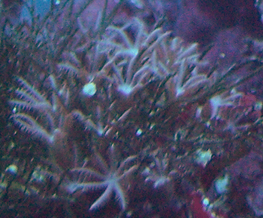 100_1373.gif