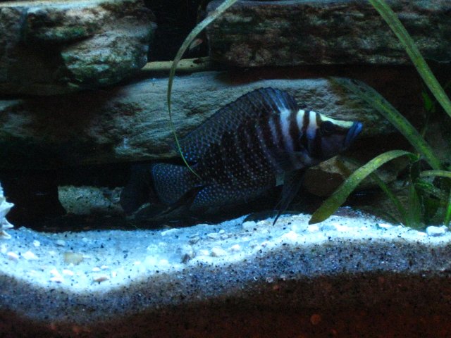 IMG_0564.JPG