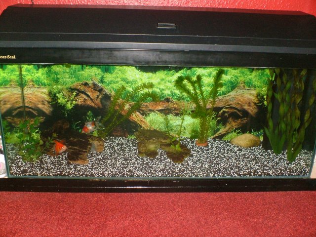 nemo cali tank.JPG