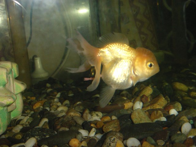 Oranda.jpg