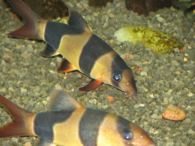 Clownloach.JPG