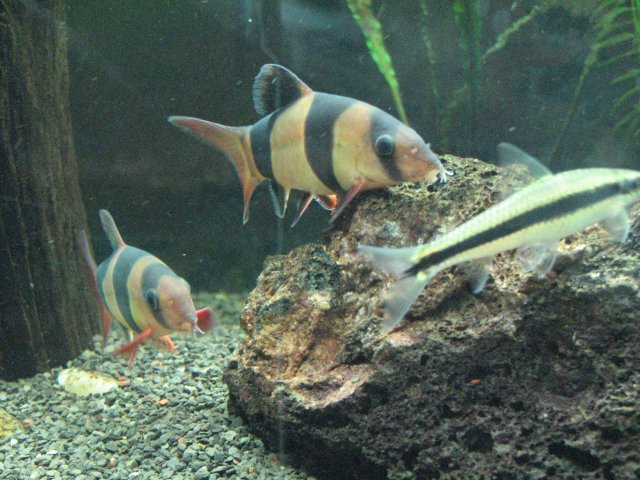 Clownloach_11.JPG