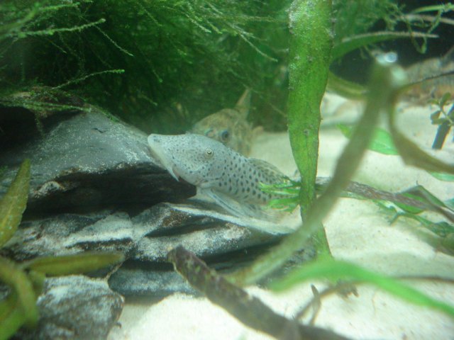 Fish_011009_ 017.jpg