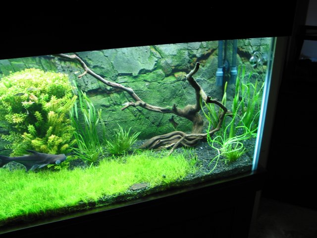 AsiaReplant12.JPG