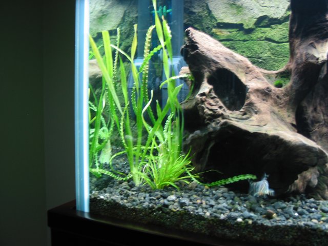 AsiaReplant10.JPG
