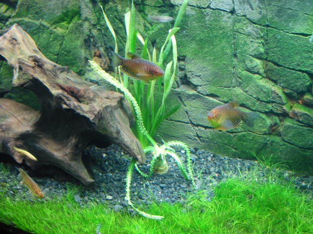 AsiaReplant3.JPG