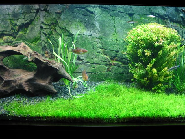 AsiaReplant2.JPG