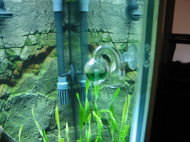 AsiaReplant5.JPG