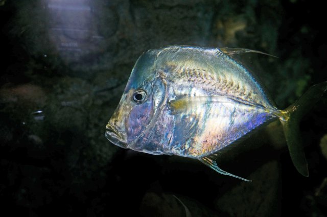 MNC_2732.jpg