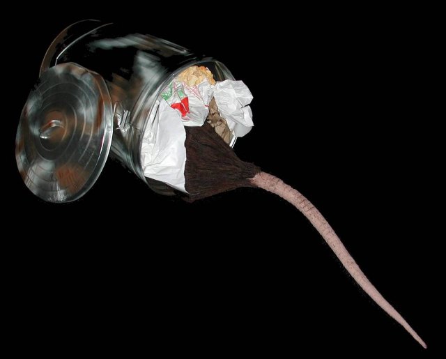 Rats.jpg Rats.jpg
