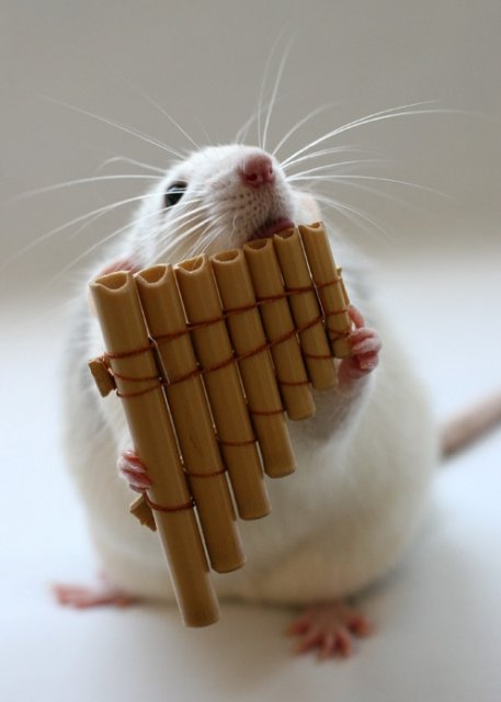 009_white_rats.jpg