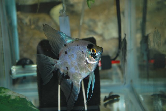 DSC_0042.JPG