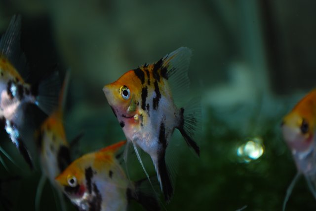 DSC_0063.JPG