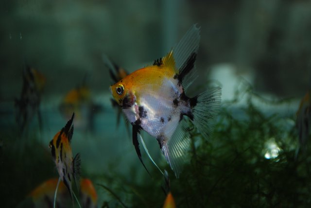 DSC_0044.JPG DSC_0044.JPG