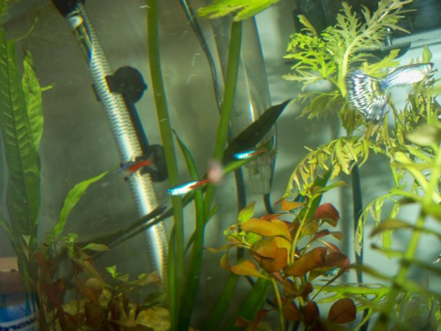 100_0800.jpg