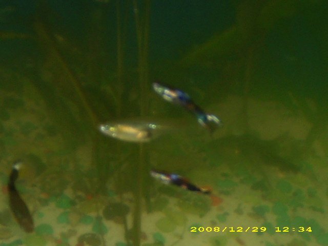 WCCR Guppies x BBB Endlers (17).JPG WCCR Guppies x BBB Endlers (17).JPG