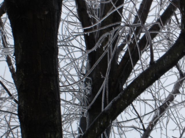 ice 020.JPG