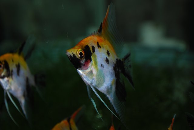 DSC_0080.JPG