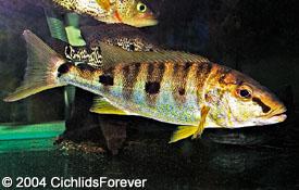 Boulengerochromis microlepis emperor cichlid.jpg