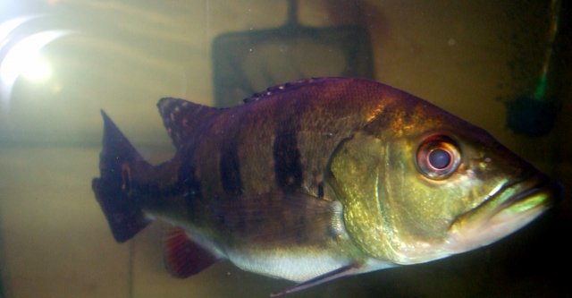 DSCF1525.JPG