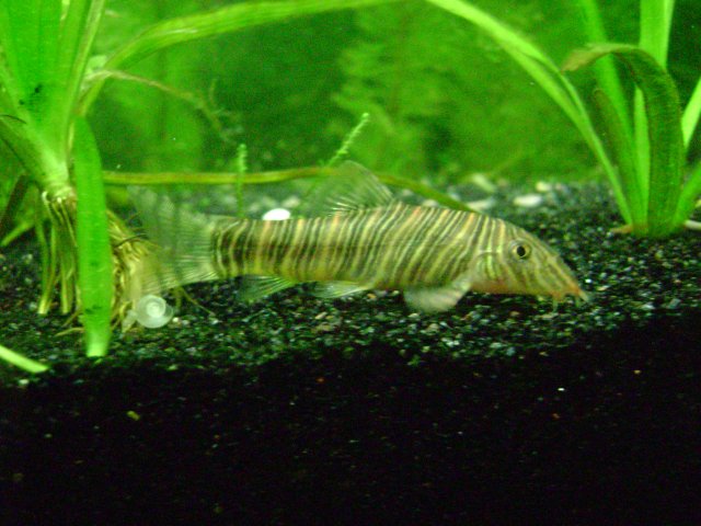 striata2.JPG