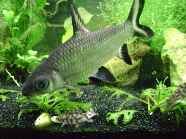 thats noloach.JPG