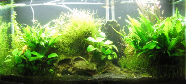 Complete Tank Jan 22 2009.jpg