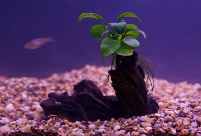plant.jpg