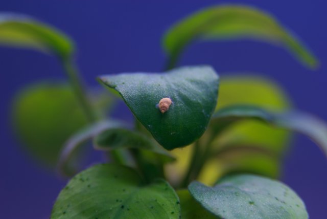 snail.jpg