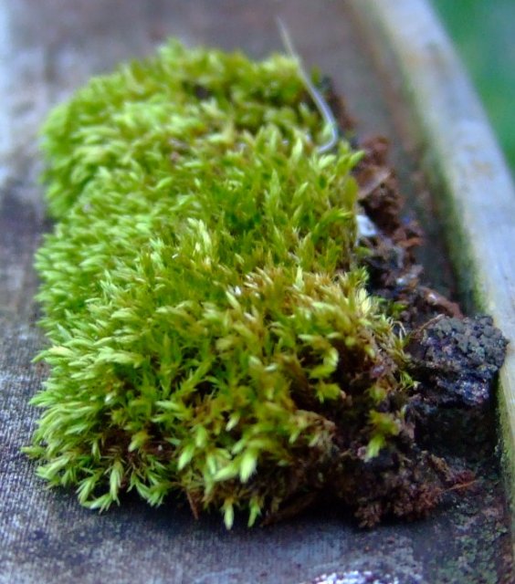 DSCF1801.jpg