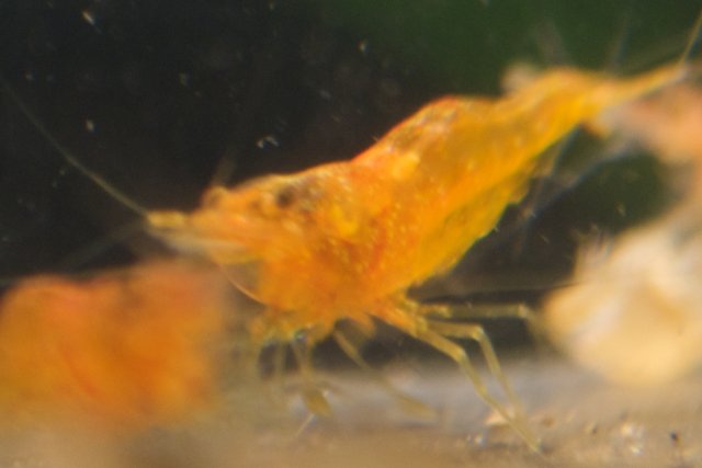 new shrimp 1.jpg