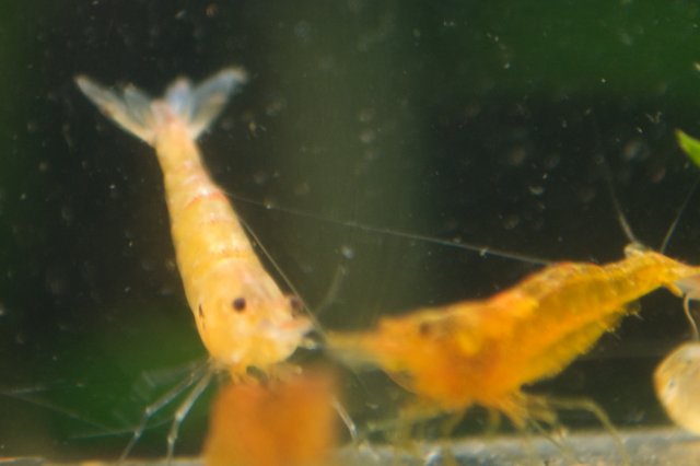new shrimp 2.jpg