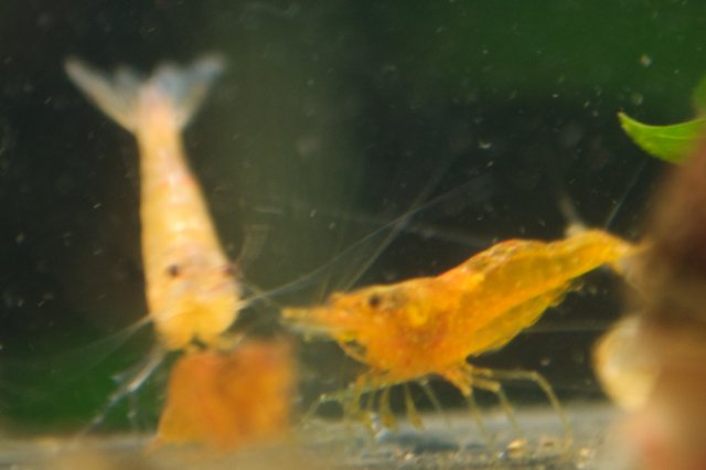 new shrimp 3.jpg