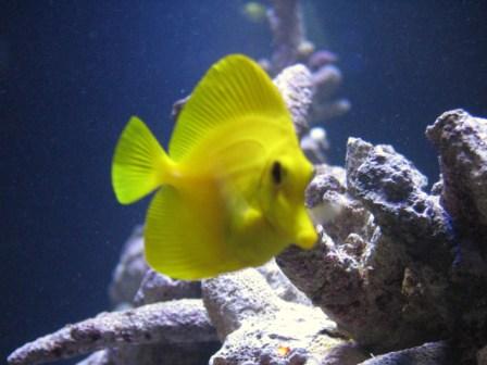 Aquaria - DT@6weeks 047post.JPG