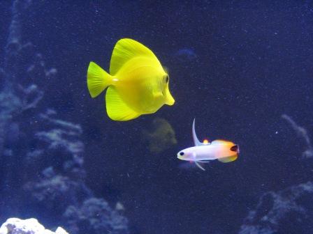 Aquaria - DT@6weeks 067post.JPG
