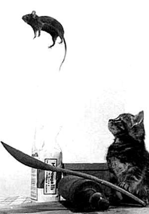catrat.jpg
