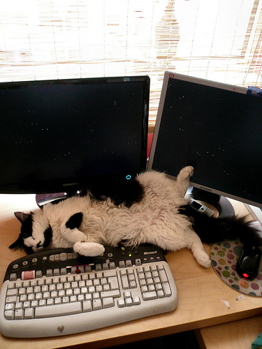 spidercat.jpg