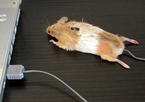 mousecpu.JPG