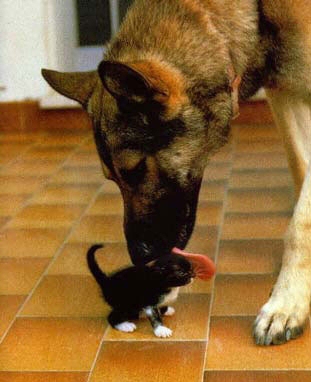 cat-dog-19.jpg