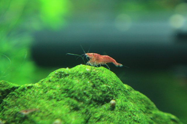Red Female.JPG