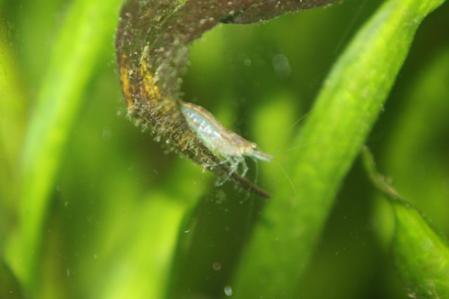 adult male002.JPG