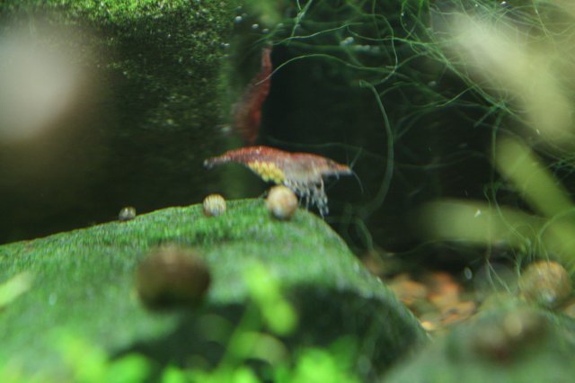 Berried003.JPG