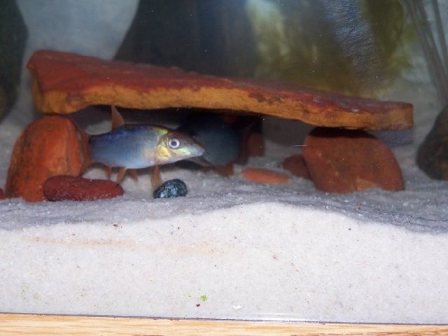 Bottom tank2.jpg