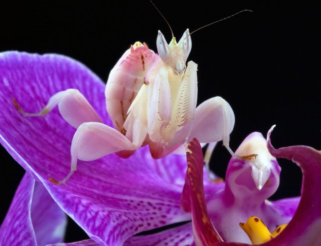 orchid mantis.jpg