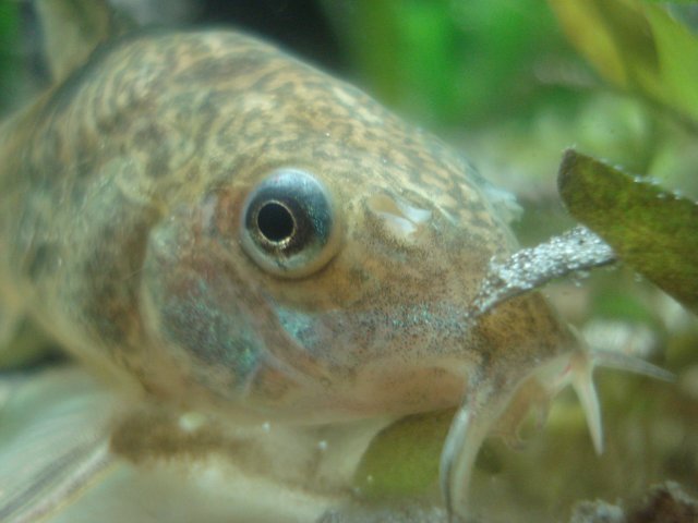 Fish_011009_ 024.jpg