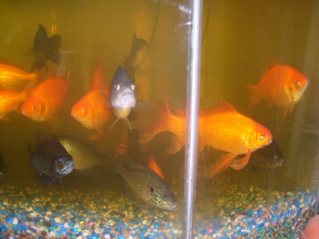 Sunfish 305.JPG