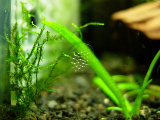 Ramshorn Clutch - 72F - Day 01.JPG