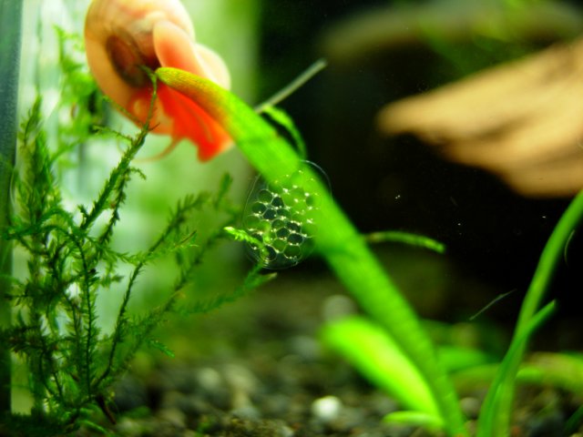 Ramshorn Clutch - 72F - Day 02.JPG